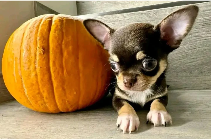$350 : cachorros chihuahua listos image 2