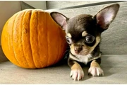 $350 : cachorros chihuahua listos thumbnail
