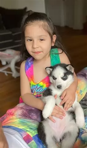 $400 : BUY HUSKY PUPPYS ALL BLUE EYES image 1