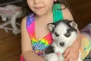 BUY HUSKY PUPPYS ALL BLUE EYES en San Antonio