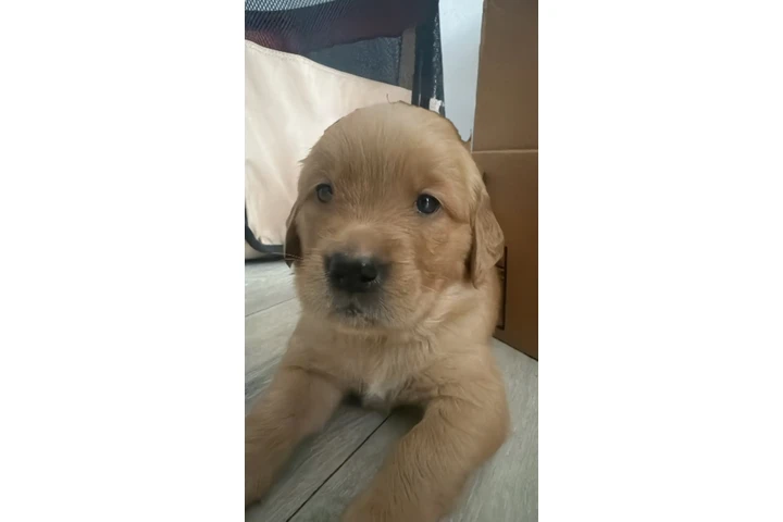 $1300 : Golden Retriever image 3