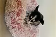 Super Adorable Maltese Puppies thumbnail