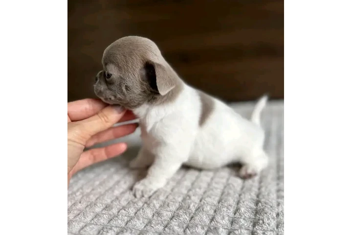 $800 : Chihuahua puppies image 10