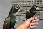 whatsapp parrots en Fresno