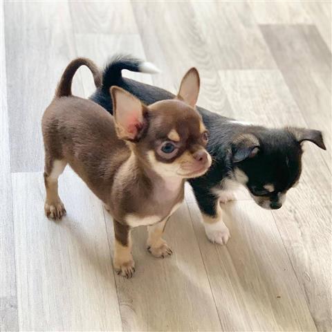 $250 : Chihuahua puppies for sale image 2