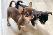 $250 : Chihuahua puppies for sale thumbnail