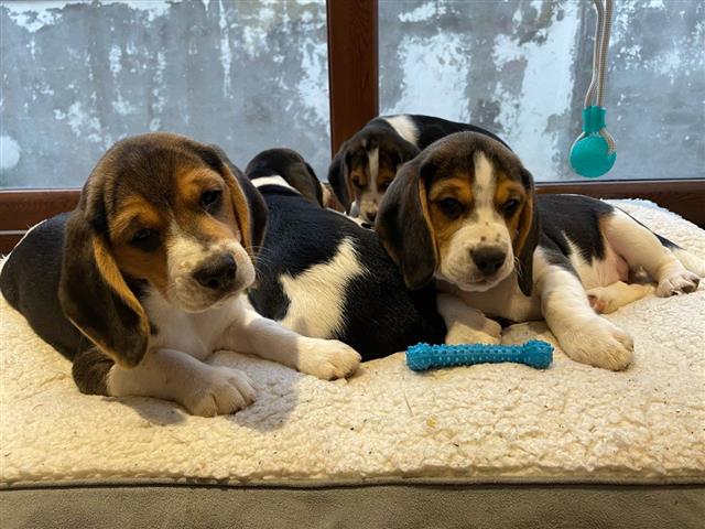 $500 : Cute Beagle Puppies for sale image 2