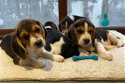 $500 : Cute Beagle Puppies for sale thumbnail