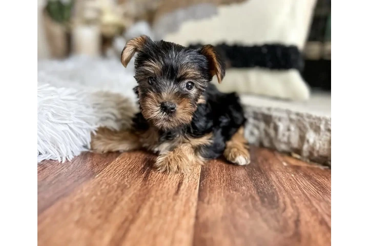 $300 : Pure Yorkie for sale image 2