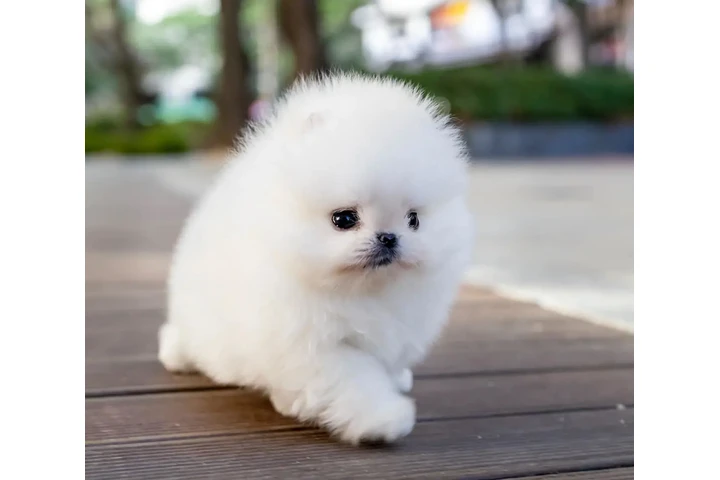 $350 : Micro Pomerania image 5