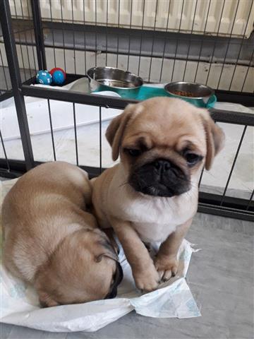 PUG PUPPIES FOR REHOMING image 2