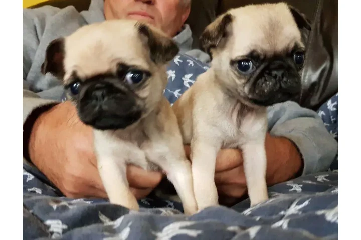 Cachorros de pug juguetones##@ image 3