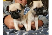 Cachorros de pug juguetones##@ thumbnail