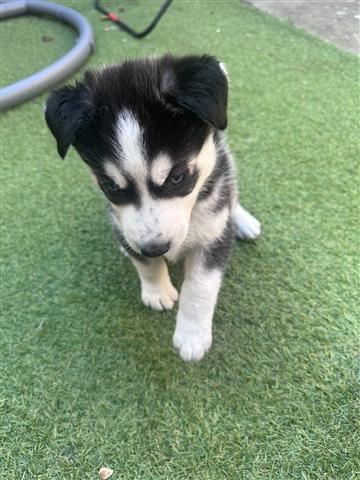 $400 : Husky Puppies For Sale image 3