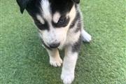 $400 : Husky Puppies For Sale thumbnail
