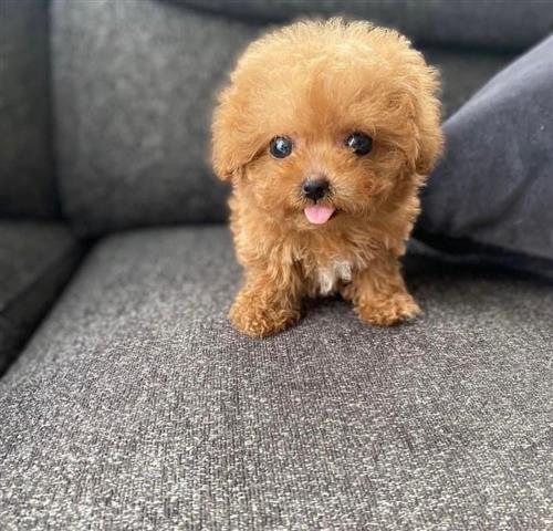 $400 : Adorable poodle puppy for sale image 1