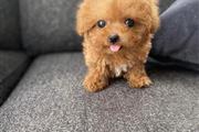 Adorable poodle puppy for sale