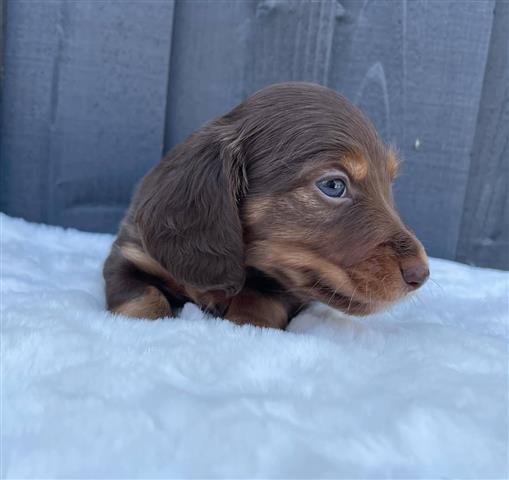 $500 : Miniature Dachshund puppies image 2