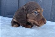 $500 : Miniature Dachshund puppies thumbnail