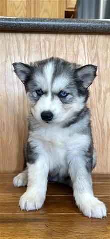 $400 : Siberian Husky Puppies image 5