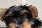 $850 : Adorable cachorro Yorkie thumbnail