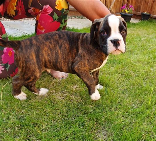 $700 : Gorgeous Boxer puppies forsale image 3