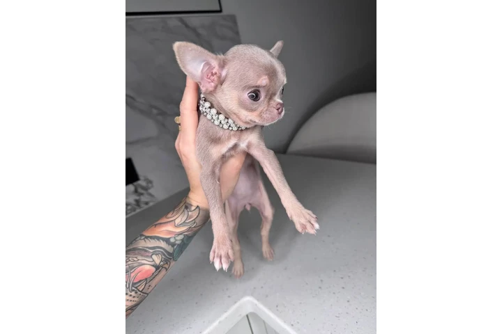$250 : Chihuahua teacup puppies ❤️ image 7
