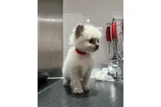$350 : Blue point ragdolls thumbnail