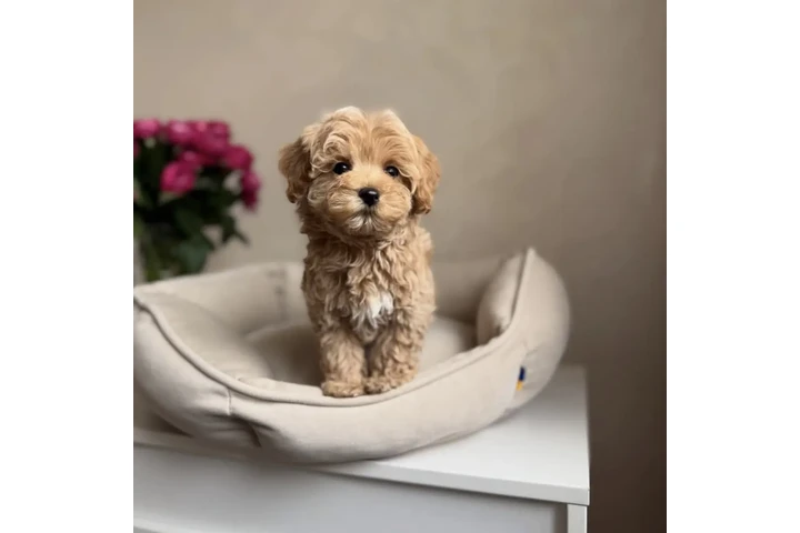 $410 : 2 CAVAPOO AVAILABLE image 2