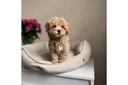 $410 : 2 CAVAPOO AVAILABLE thumbnail