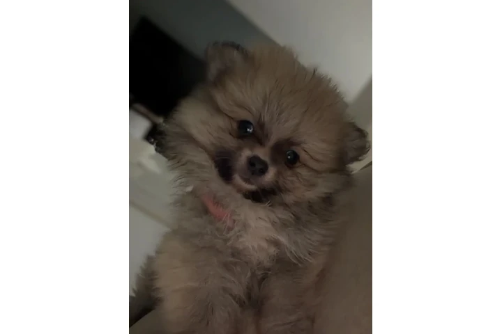 $650 : Pomeranian image 1