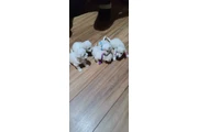 $500 : Maltese Puppies for adoption thumbnail