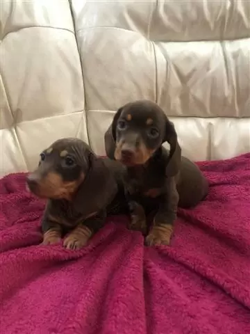 $350 : Dachshund Puppies. image 2