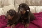 $350 : Dachshund Puppies. thumbnail