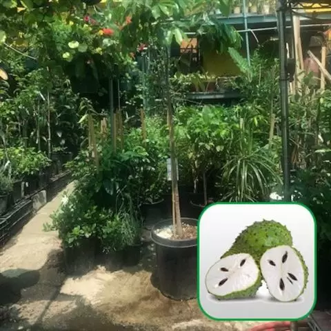 Nueva Esperanza Nursery image 6