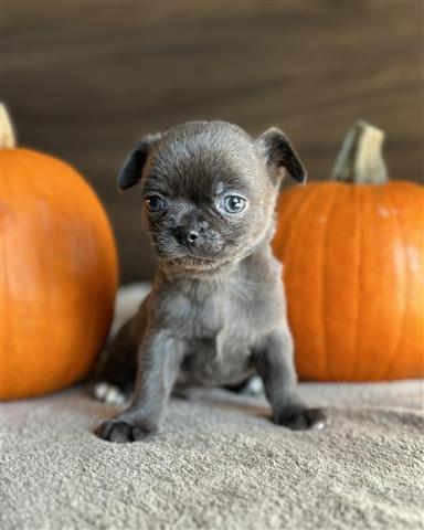 $350 : CHIHUAHUA EN VENTA image 1