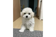 male Bichon en Kansas City MO