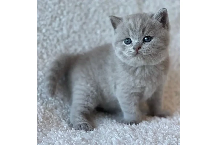 $300 : British shorthair Disponible image 1