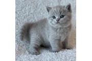 British shorthair Disponible en Imperial County