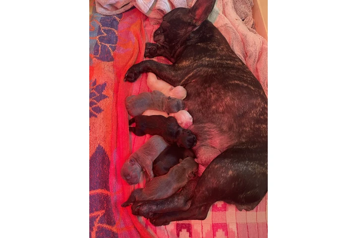 $700 : Cachorros Bulldog Francés image 5