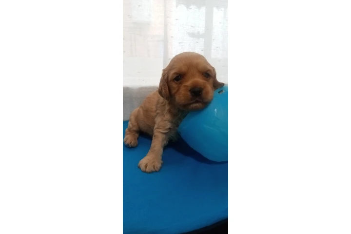 $700 : Cocker spaniels image 6
