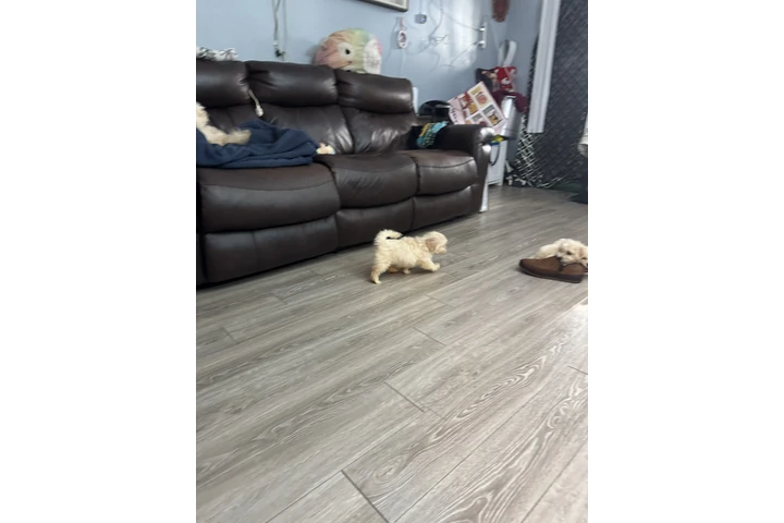 $5 : Bichon maltés image 4