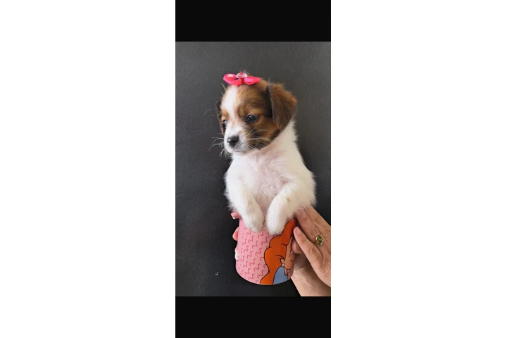 $400 : Hembra Shihtzu chihuahua image 2
