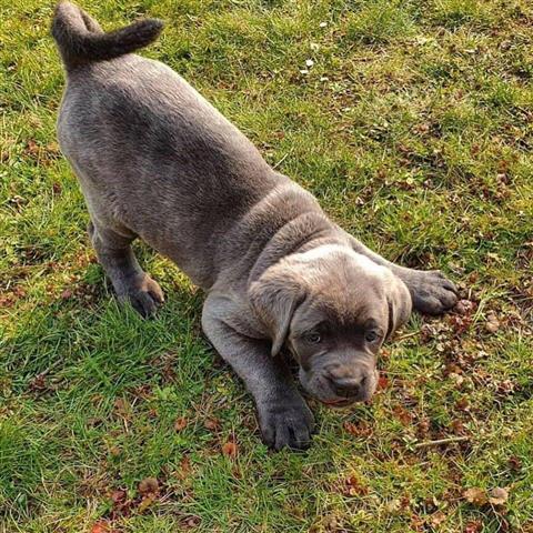 $300 : Cane Corso puppies for sale image 2