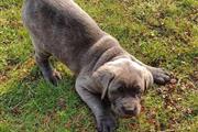 $300 : Cane Corso puppies for sale thumbnail