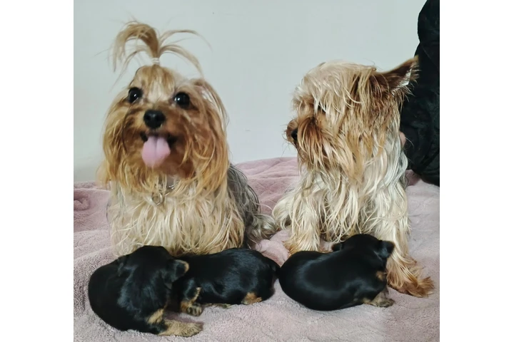 $2000000 : Ganga Yorkshire 100 % puros image 5