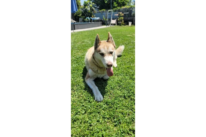 $1 : Free Husky image 2