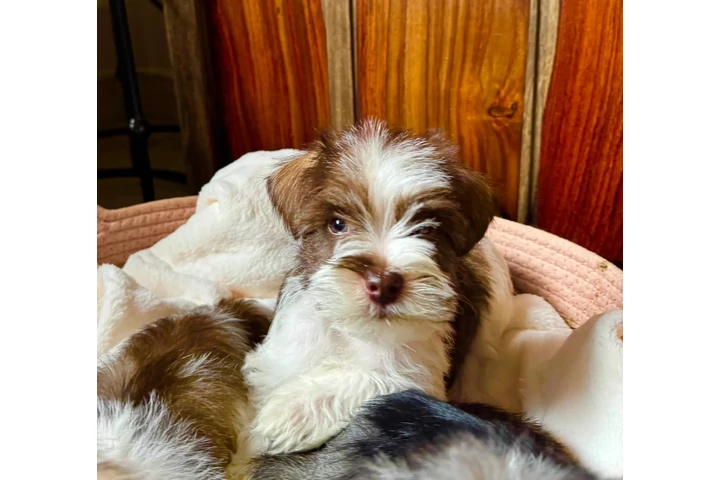 $1200 : Mini schnauzer image 3