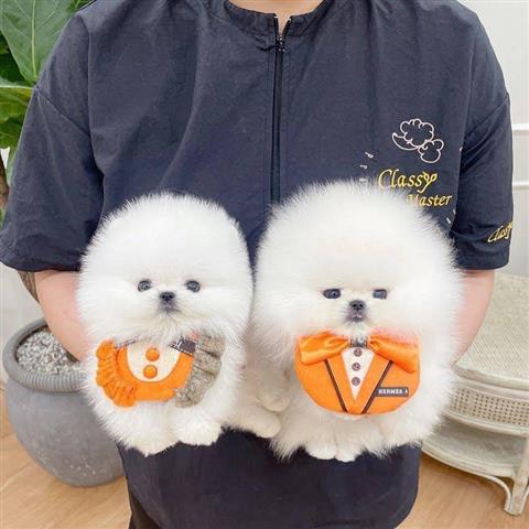 $300 : Pomeranian teacup puppies image 3