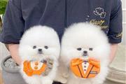 $300 : Pomeranian teacup puppies thumbnail